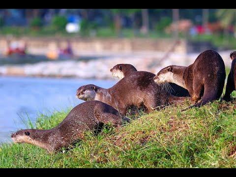Видео: Сингапур - город выдр