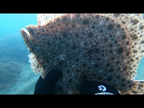 Видео: Камбала Черноморская. Подводная охота.