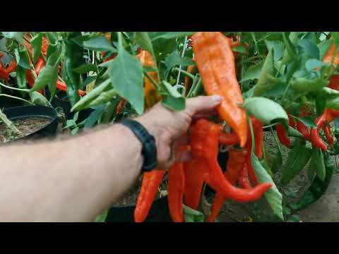 Видео: Как выращивать такой БОЛЬШОЙ УРОЖАЙ сладкого перца? Правила выращивания. Скидка 50% На pomidom.ru