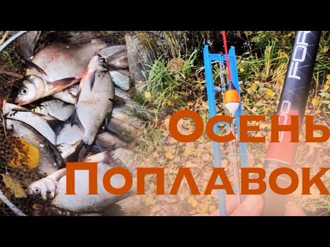 Видео: ХОРОШАЯ РЫБАЛКА НА ПОПЛАВОК ОСЕНЬЮ!! 