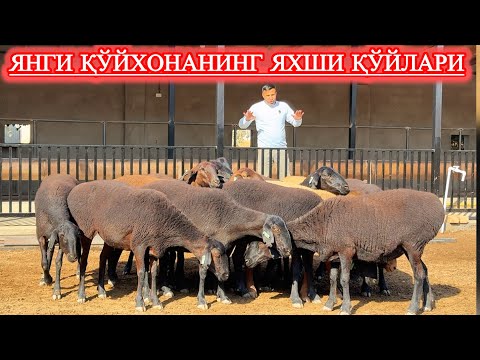 Видео: ТОПИШ ҚИЙИН БУНДАЙ ҚЎЙ, ЕТАР ЭНДИ ҚИЛМАНГ ЎЙ.