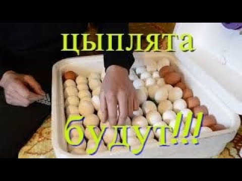 Видео: Инкубация Яиц Кур Несушек с 1 по 24 день Первый опыт  Инкубатор Рябушка Ручной Переворот от А до Я