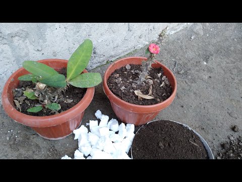 Видео: МАЛАЧАЙ  ГУЛИМНИ  ПАРВАРИШ  КИЛДИМ🪴🪴🪴🪴🪴🪴🌻🌻🌻🌻🌺🌺🌺🌺🌳🌳🌳🌳