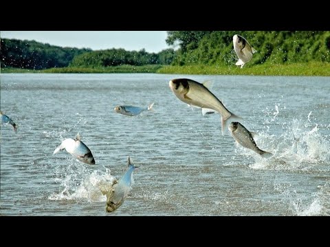 Видео: РЕКА КИПИТ ОТ РЫБЫ. РЫБАЛКА НА ДИКОМ ОСТРОВЕ С ДРУГОМ.  ЧТО ПОЙМАЛИ, ТО И СЪЕЛИ. Осенний жор