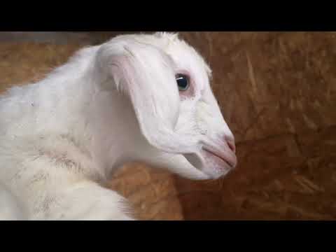 Видео: Переселили бройлеров. Продали козлят. Будни на ферме.