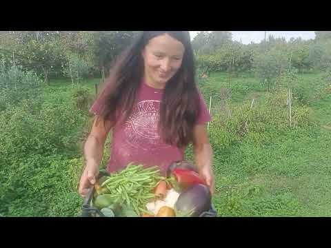 Видео: 54.  Что растёт на хуторе в ноябре? Обзор. Ремонт.