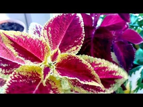 Видео: Эхиверии| Колеусы💖🌿🫶