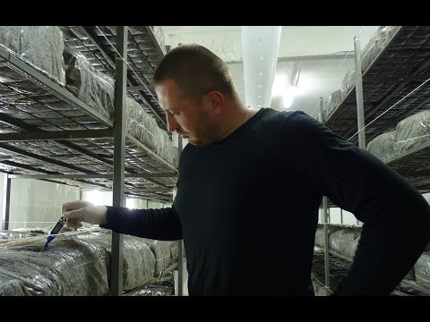 Видео: Инкубация без перфорации, возможно?! Итоги зарастания компоста без перфорации брикетов.