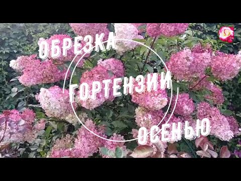 Видео: ФОРМИРУЮ МЕТЕЛЬЧАТЫЕ ГОРТЕНЗИИ ОСЕНЬЮ