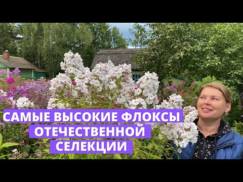 Видео: Высокорослые флоксы, отечественной селекции
