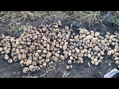 Видео: Копаю картошку в огороде где все растет 4 сентября! Урожай картофеля Гала.