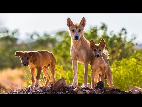 Видео: СОБАКИ ДИНГО - свирепые австралийские охотники и примерные семьянины!