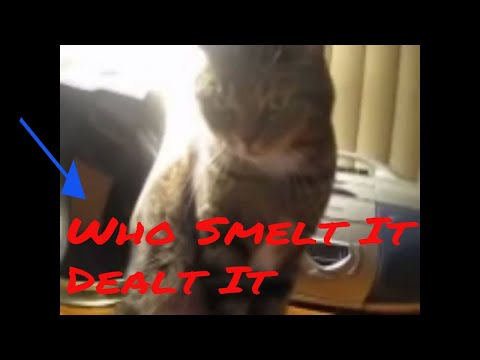 Видео: Самые смешные пуки животных 🐈💨