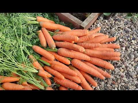 Видео: Этот сорт МОРКОВИ РЕКОМЕНДУЮ ВСЕМ!😊🥕🥕🥕