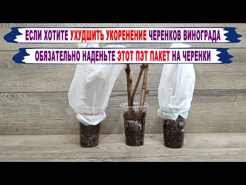 Видео: 🍇 Ошибка! Даже не думайте надевать ЭТОТ ПЭТ ПАКЕТ на черенки при укоренении винограда.