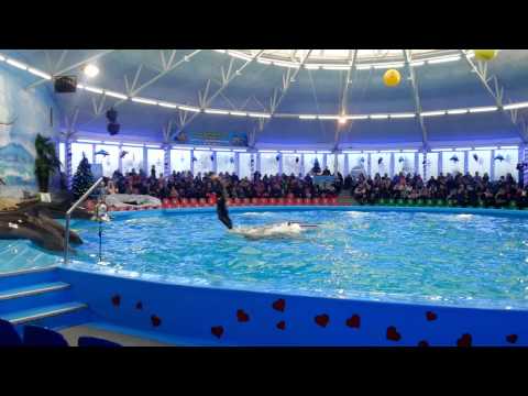 Видео: 06,01,2014 Дельфинарий НЕМО Минск Ледниковый период 2ч 20140106 153548