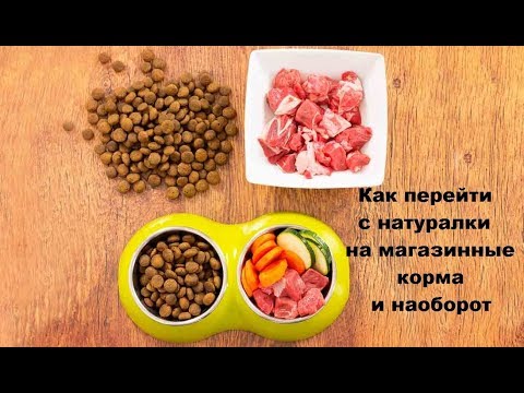 Видео: Как перейти с натуралки на магазинные корма и наоборот.