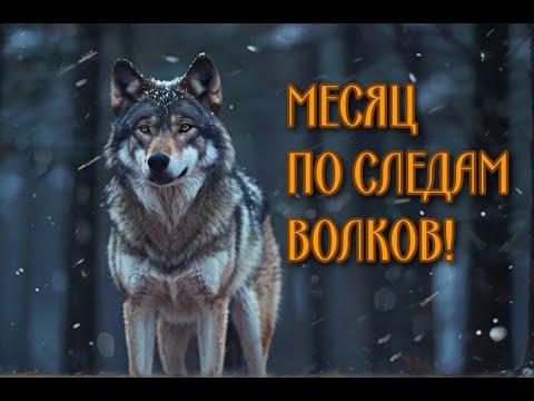 Видео: Месяц по следам волков!