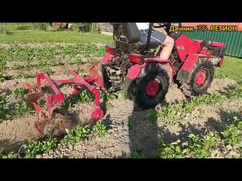 Видео: Первое окучивание. Июнь. Минитрактор Беларус 132H.