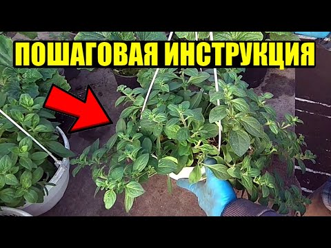 Видео: ЗИМНЕЕ ЧЕРЕНКОВАНИЕ ПЕТУНИИ