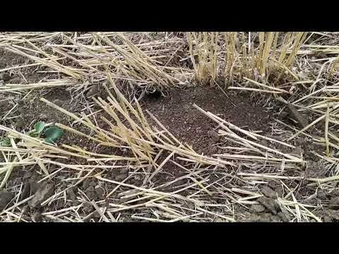Видео: 04.09.2019. Озимый рапс в технологии NO-TILL!