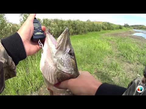 Видео: рыбалка на маленькой речке осенью/река ОМЬ