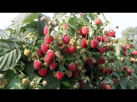 Видео: У ВАС БУДЕТ ОГРОМНЫЙ УРОЖАЙ МАЛИНЫ, ЕСЛИ СДЕЛАТЬ ОСЕНЬЮ ТАК!