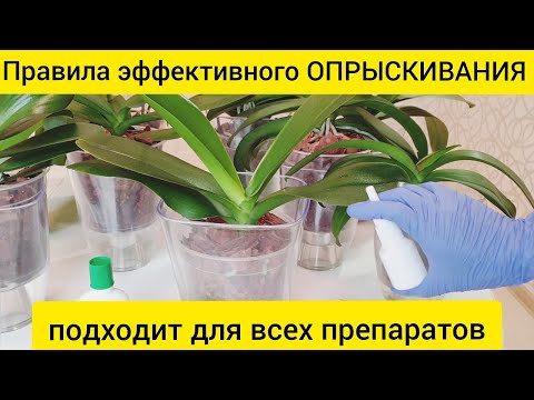Видео: Правила ЭФФЕКТИВНОГО опрыскивания ОРХИДЕЙ, чтобы был РЕЗУЛЬТАТ