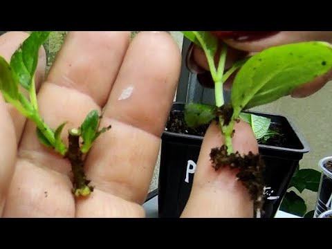 Видео: Комбинированный способ укоренения метельчатой гортензии 🌿🌿Мои наблюдения  и результат 🤔🤔