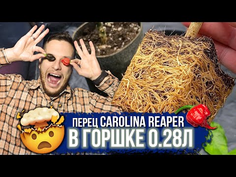 Видео: Жгучий перец Каролина Рипер мини в горшке 0.28 л и 1 л. Как вырастить? #острыйперец #carolinareaper