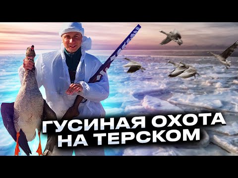 Видео: Удачная гусиная охота на Терском берегу. Весенняя охота на Белом море