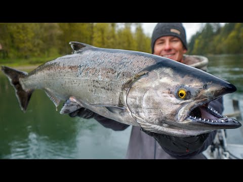 Видео: Самый ДОРОГОЙ лосось в мире! Поймайте чистого кука (чинука)