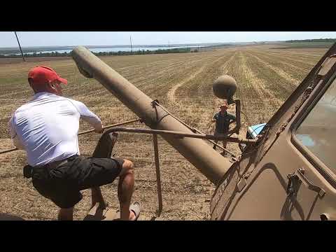 Видео: З 5-ти гектарів 🌾 намолотили ...