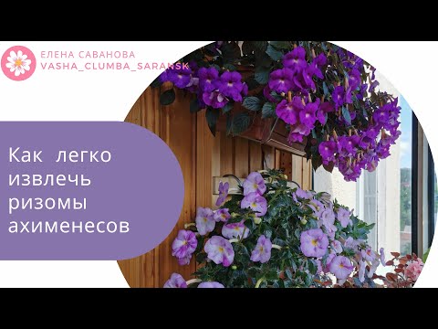Видео: Ахименесы: как легко извлечь ризомы
