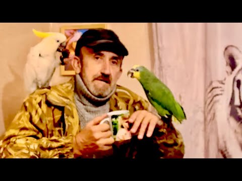 Видео: РУГАЕМСЯ  с попугаем Кешей! От ревности к другим попугаям он НАКИНУЛСЯ на меня и клюнул!