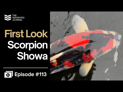 Видео: Эти кои Сакаи оставили меня без слов! | N.I.J. | Эпизод № 113