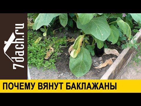 Видео: 🍆 Почему вянут баклажаны и что с этим делать - 7 дач