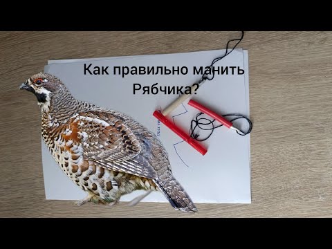 Видео: Как правильно манить рябчика! Учимся за 5 минут!