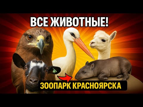 Видео: ВСЕ ЖИВОТНЫЕ МИРА 😱 Зоопарк Красноярска — Роев Ручей!