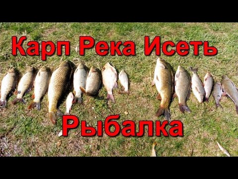 Видео: Рыбалка на Карпа река Исеть.