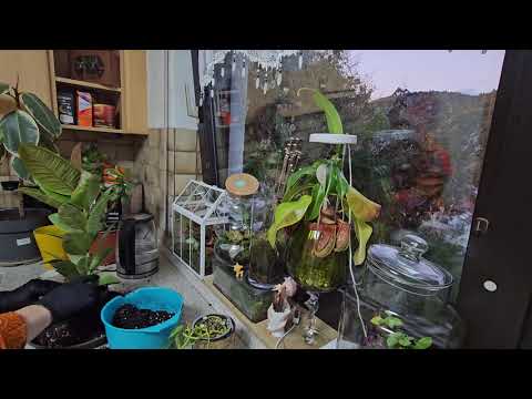 Видео: Пересадка КОМНАТНЫЕ РАСТЕНИЯ #plants #top ##обзор #garden #
