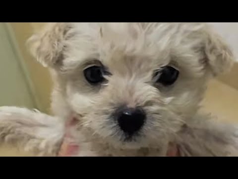 Видео: Я взял щенка и подумал, что он собирается умереть, но спал!