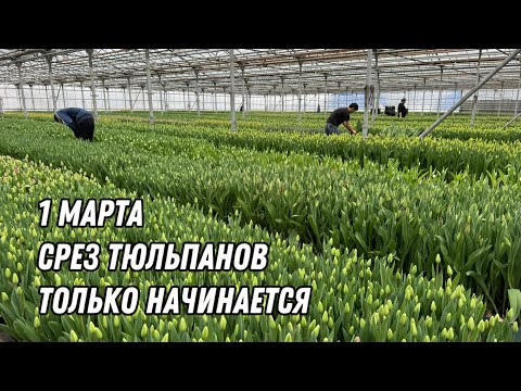 Видео: Катастрофа!!! Опоздали со срезом на 2 недели. Состояние тюльпанов на 1 марта