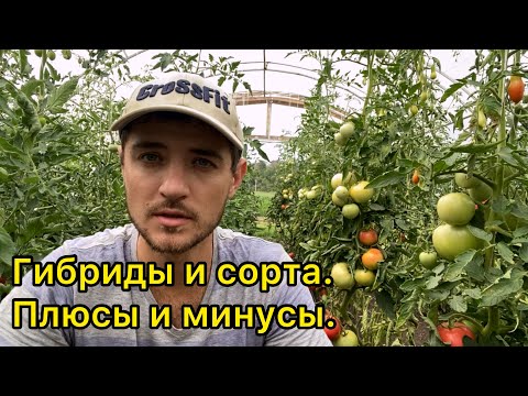 Видео: Список хороших гибридов томата для бизнеса. Урожайные, выносливые, ранние.