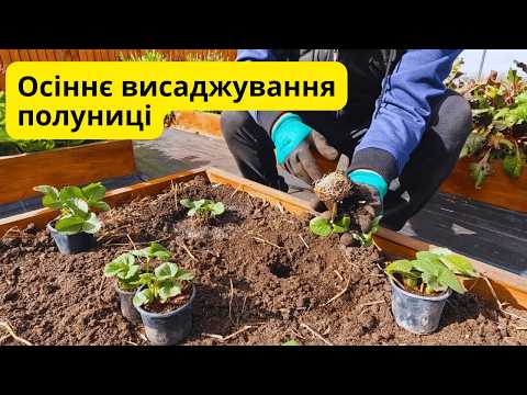 Видео: Осіння посадка полуниці: ТРИ секрети щедрого врожаю.