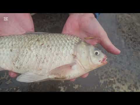 Видео: Дәу мөңке балықтары ( мега караси)