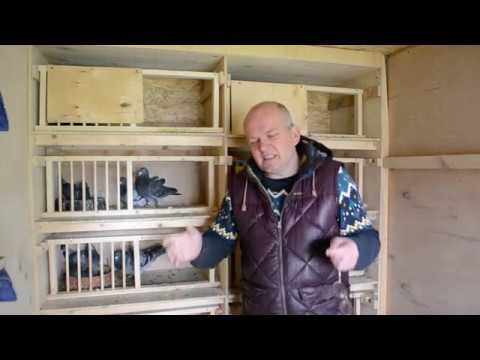 Видео: 8 серия.Отравление голубей.Не качественное зерно.Как лечил.Pigeon poisoning.As treated.