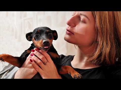 Видео: Цвергпинчер/ Miniature pinscher. Владелец об особенностях породы. 5 причин завести мини добермана.