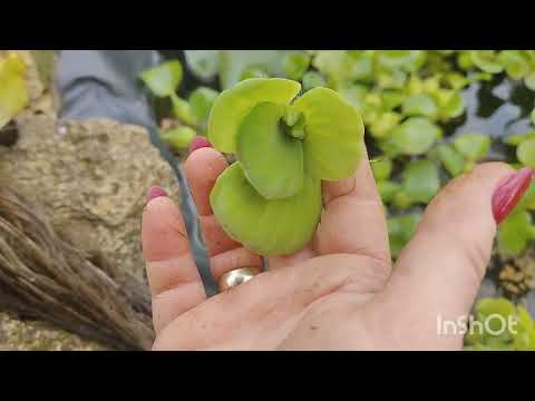 Видео: Як замую водні рослини.Кури-чабатури!Пишіть вайбер 0974390346 17.10.2025