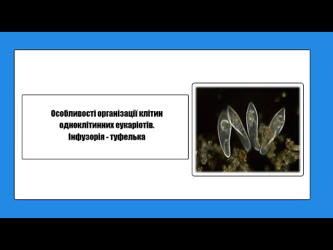 Видео: Особливості організації клітин одноклітинних еукаріотів. Інфузорія - туфелька